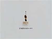 藏品(蔬菜害蟲)的圖片